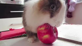 Rabbit-rabbit eats apple 🍎 (funny video)