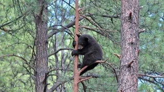 How to hunt black bear with Scott Haugen and Parrey Cremeans