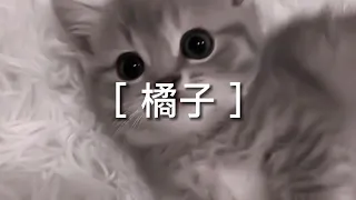 Tizzy 橘子-歌詞版