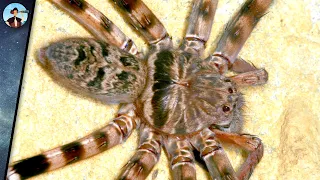 Größte Spinne der Welt - Wie konnte sie so groß werden? | Doku