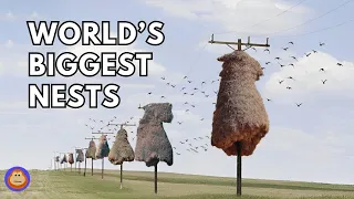 4 Animals That Build the Most Impressive Structures