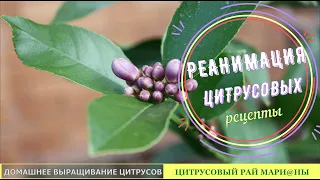 Реанимация цитрусовых. Порядок действий. Рецепты/ Цитрусовый Рай МариАны