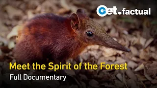 Elephant Shrew - Spirit of the Forest | Full Documentary
