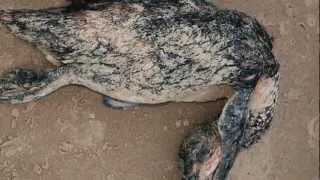 Troubling!! Hundreds of PENGUINS WASHED UP DEAD IN BRAZIL - World Animal Disease June 15, 2012