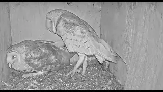 Female Barn Owl wants to MATE but the Male is too TIRED: Ladies, sounds familiar?