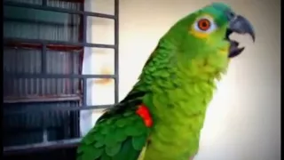 Opera singing Parrot vs an opera lady singing to Mozart's "Magic Flute"