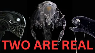 Alien Among Us: 30 Not Your Usual List of Alien Looking Creatures