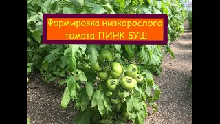 Формировка низкорослых томатов ПИНК БУШ