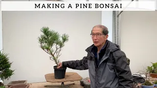 How To Make A Pine Bonsai