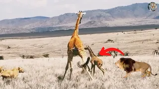 Lion's Attack and kills baby giraffe || Mother Giraffe could not save her baby