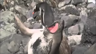 Пингвин и морж