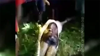 В Индонезии мужчину вырезали из тела проглотившего его питона !!!
