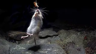 The wood mouse movie
