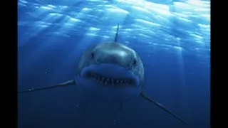 Great White Shark Attack On Camera- Video -Scary