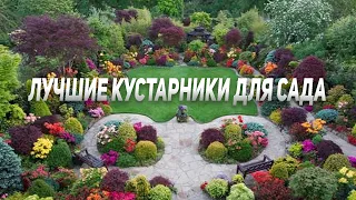 ЛУЧШИЕ КУСТАРНИКИ для ВАШЕГО САДА