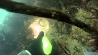 Santa Barbara county freedive spearfishing and scallop diving