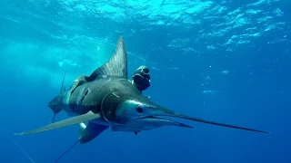 SPEARFISHING MARLIN East Coast Australia