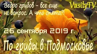 🌳По грибы в Подмосковье 26 сентября 2019 г🌳Ведро грибов – все еще не вопрос. А что опята?!