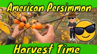 American Persimmon Harvest