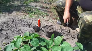 Как посадить клубнику на примере сорта Чамора Туруси