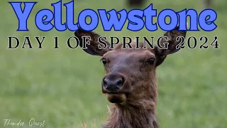Another Week In Yellowstone National Park Day 1 - Spring 2024