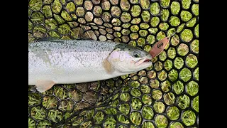 🎣 💥 Alla ricerca della big one, trout area💥 #trout #troutarea