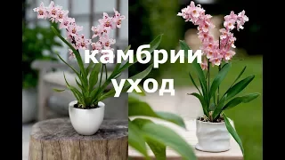 Уход и выращивание камбрий. Несколько гпростых советов по уходу за  камбриями