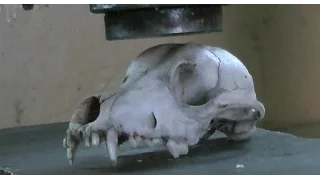 Skull vs Hydraulic Press