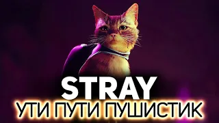 Котик. Котичек. Он такой милый и добрый 🐱 Stray