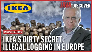 The Real Cost of IKEAs Cheap Wood: Secrets of the Wood Industry | Investigative Documentary