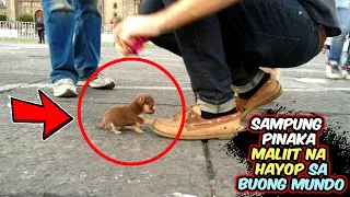 SAMPUNG PINAKA MALIIT NA HAYOP SA BUONG MUNDO | Top 10 Smallest Animals In The World Ever!