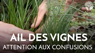 Ail des vignes : attention aux confusions !