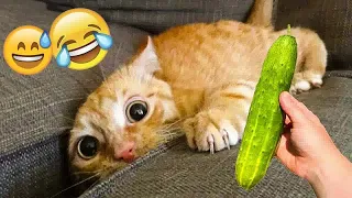 New Funny Animals 2024 😻 Funniest Dogs and Cats 🐶