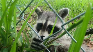 Rabid Raccoon