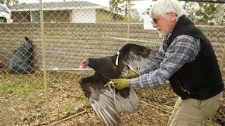 Science Project: New Life for Roadkill