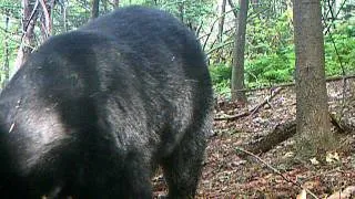 game/trail camera,  bear