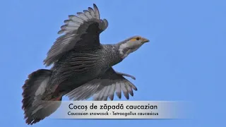 Cocoș de zăpadă caucazian - Caucasian snowcock - Tetraogallus caucasicus