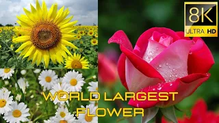 Beauty in Bloom: A Stunning Visual Journey Through the World of Flowers" #1000subscriber please