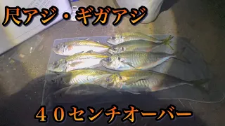 【ギガアジ】簡単に尺アジ、ギガアジが釣れて楽しかった