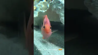 Funny fish | Funny video || Смешные рыбки)