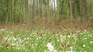 Nature sounds: Spring relaxation of April forest