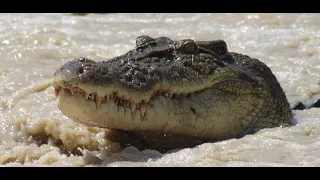 49. Cahills Crossing. How many crocodiles??