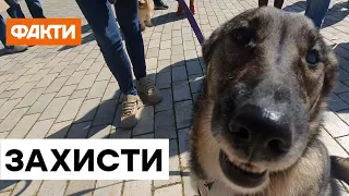 Animals lives matter! Спасти жизнь и привлечь к ответственности тех, кто издевается над животными