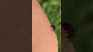 hungry mosquito, belly all full