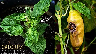 4 Causes & Effects of Calcium Deficiency in Pepper Plants... (Cure This Way)