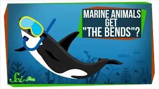 Why Don't Marine Animals Get "The Bends"?