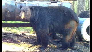 15+ Record Book Black Bears Shot Compilation (Manitoba)