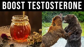 How HONEY Will Give You Testosterone like a Grizzly Bear