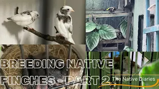 Breeding Native British Finches Part 2 - The Native Diaries Season 1 Episode 6