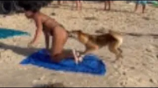 WARNING | Dingo bites tourist on Australia's Fraser Island